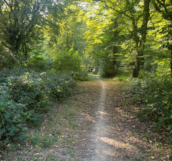 Petit tour par le haut d Hesdin-l’Abbé et la forêt - LORINE - 1