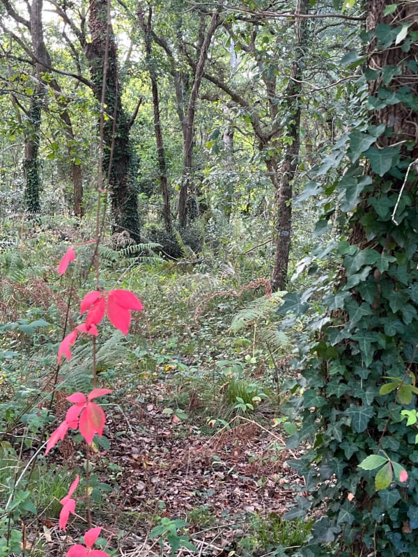 Circuit en boucle dans la forêt communale d'Ondres (Landes) - Alice - 1