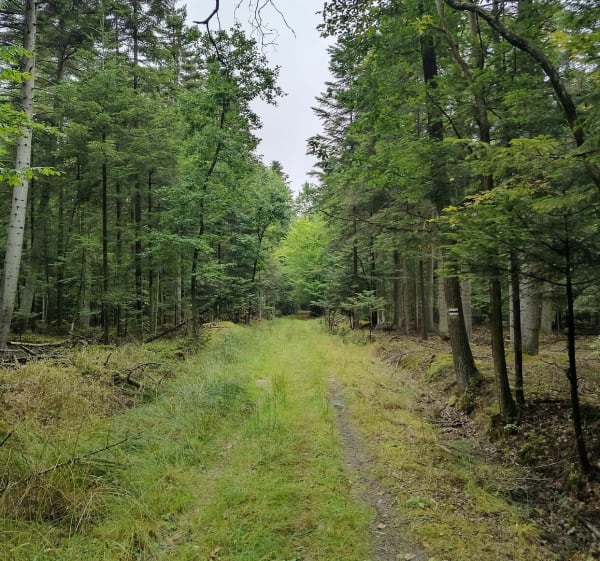 Suchedniów i Krzyzka - Suchedniów - 1