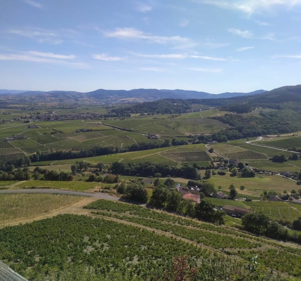 Entre les coteaux du Beaujolais - Monique - 1