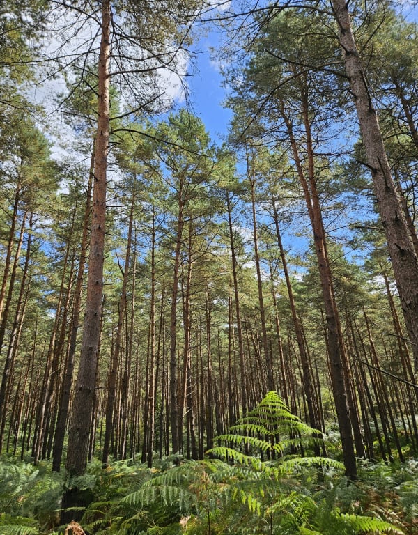 Balade en forêt d’Ermenonville et histoire d'abbayes - NATHALIE - 1
