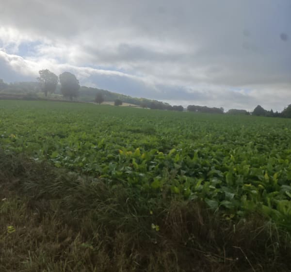 Étang de Neuville - Claire - 1