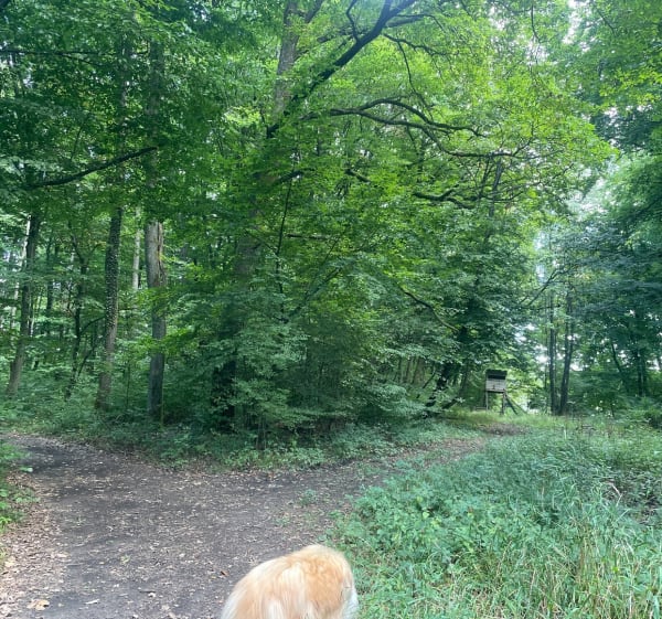 Boucle entre le Val d’Oeting et le mont du Wiesberg - Œting - 1