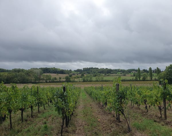 Mouillac entre vignes et sous-bois - Jeannine  - 1