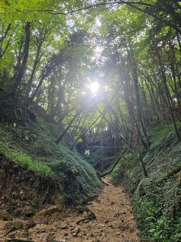 Bois des Fauries et de Sarvanay - sylvie - 1