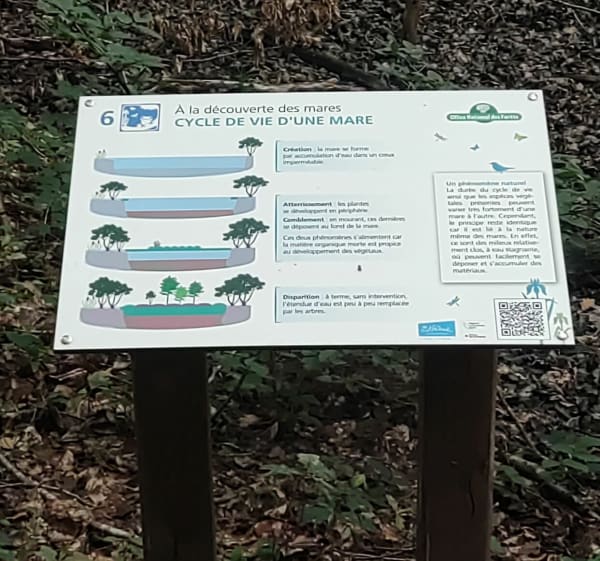 Promenade en forêt de Dourdan par Nemours - Dourdan - 1