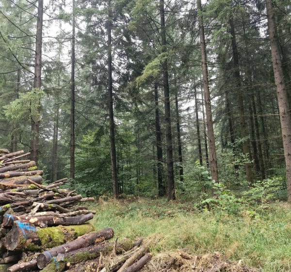 Dans les bois de Boulzicourt par Etrépigny - Thomas - 1