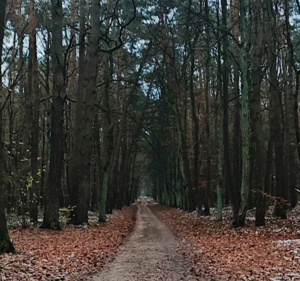 Mauzoleum Bierbaumów do nieczynnego wiaduktu kolejowego - Bartosz - 1