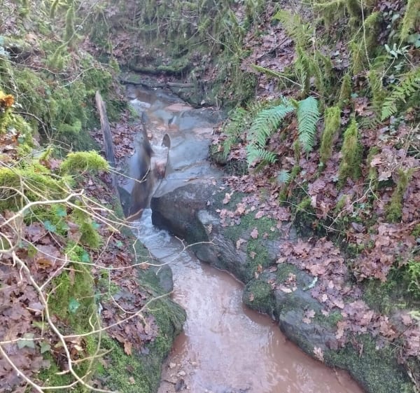Balade dans les bois d'Ussac en hors chemins - Rebecca - 1