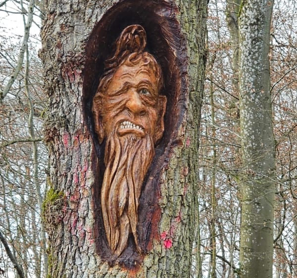 Sortie dans la forêt du Buchholz - EDDIE - 1