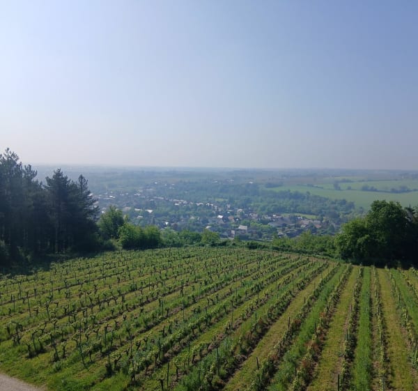 Entre Layon et vignes - Simon - 1