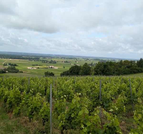 Balade dans les vignes de Saint-Magne-de-Castillon - Nicolas - 1