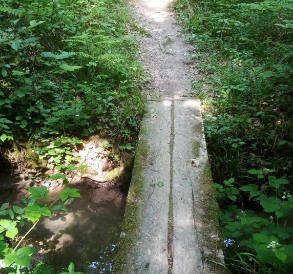 Bois de Missonet - Peschadoires - 1
