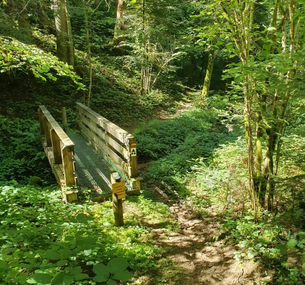 En sous-bois et ruisseaux autour du Mas et Toira - Corinne - 1