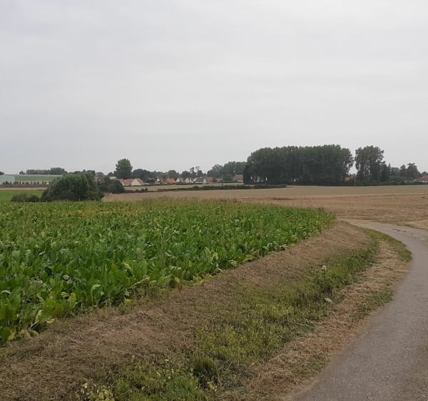 Les vignes de Maresquel-Ecquemicourt - Stephanie - 1