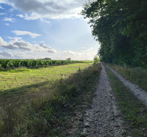 Balade entre route et chemin de vigne - Valentine - 1