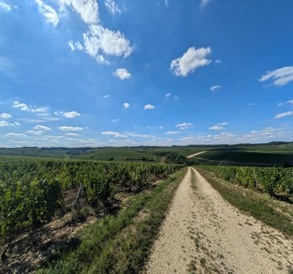 Beau panorama du chablisien - JULIEN - 1