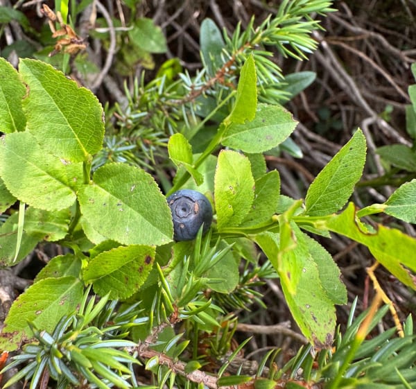 Promenade à l’Orgère - LiLi - 1