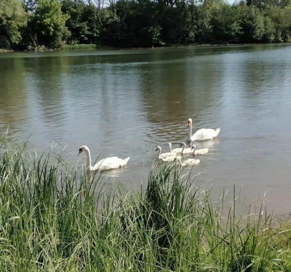 Rives de Saône - Stéphane - 1
