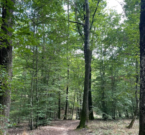 Forêt de Lespinasse - Marie laure - 1