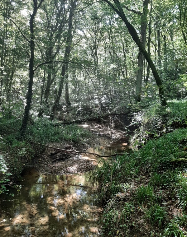 Les princes des sous-bois en forêt du Mas - agnes - 1