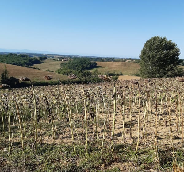 Campagne toulousaine - Jean-christophe - 1