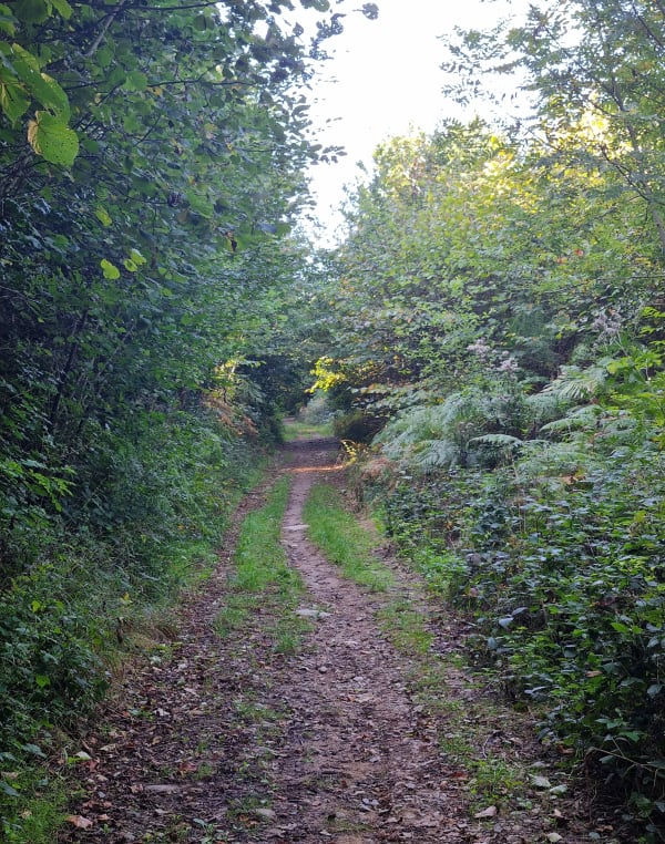 Pont de l'Alquier, la Forge par la forêt - Margot - 1