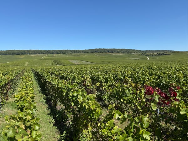 Suivre les sentiers à travers les vignes de Bouzy - Claire - 1