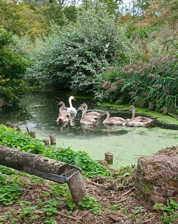 Marais de Cambrin et Annequin - edith - 1