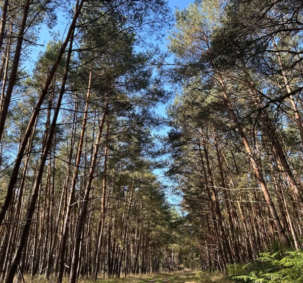 Balade en forêt de Haguenau - Estelle - 1