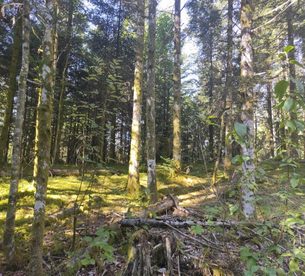Balade forestière à deux pas de Saint-Laurent-en-Grandvaux - Laurence - 1