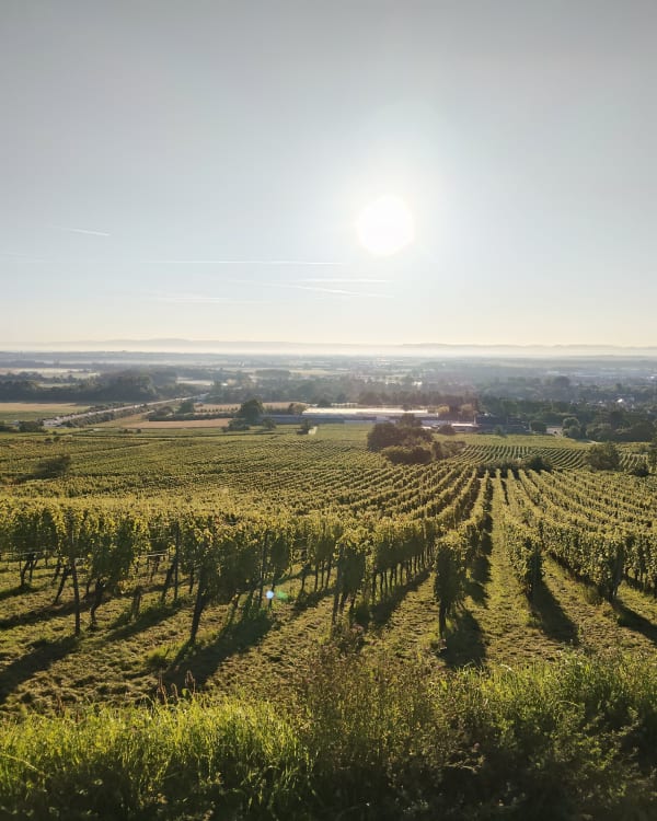 Entre vignes et maisons à colombages depuis Molsheim - Thibault - 1
