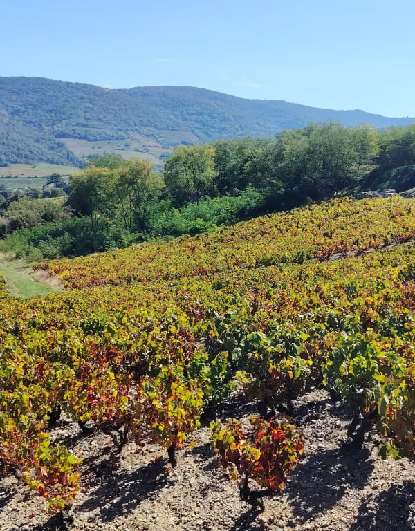 Les 3 châteaux de Quincié-en-Beaujolais, circuit 1 - Stephanie - 1