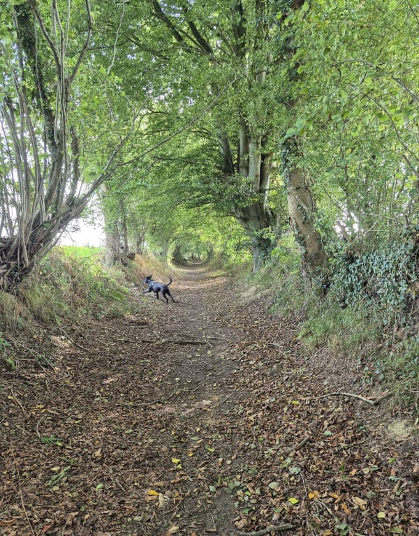 Promenade sur la trace des Tancrède - Mathieu - 1