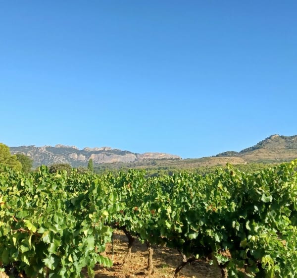 Balade facile dans la plaine des dentelles de Montmirail - Caromb - 1