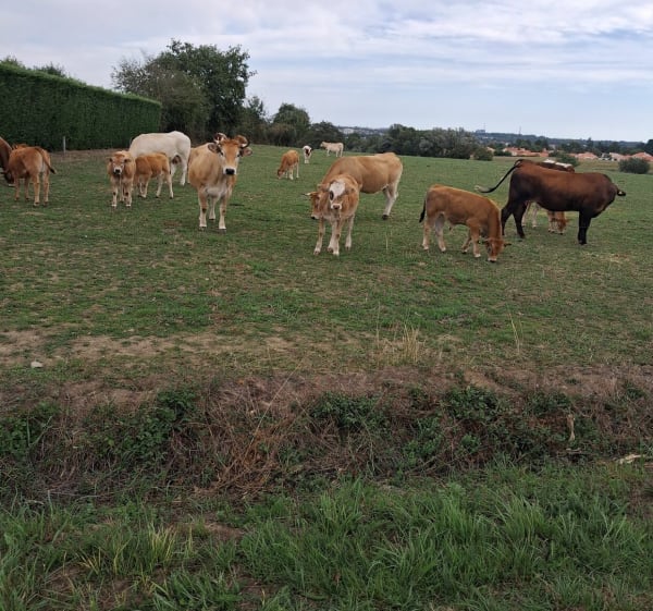 Balade dans cholet avec de la verdure - Cholet - 1