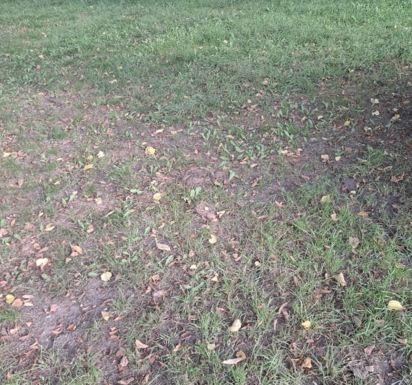Gryfino centrum, przez park, wzdłuż drogi rowerowka  do Chwa - Gryfino - 1