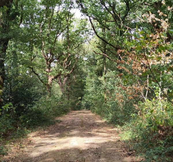 Forêt domaniale de Longuenée - Saint-Clément-de-la-Place - 1