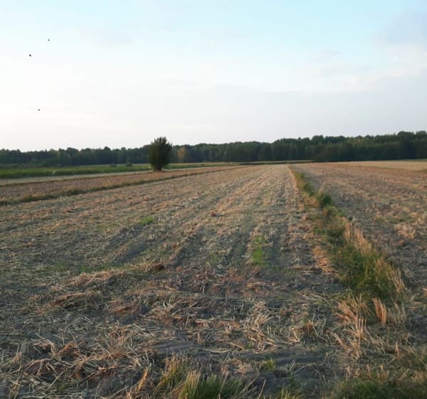 Do Skaryszewa - Piotr - 1