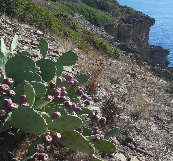 Portlligat Cala Nica. A/R par un sentier côtier sauvage - Port Lligat - 1
