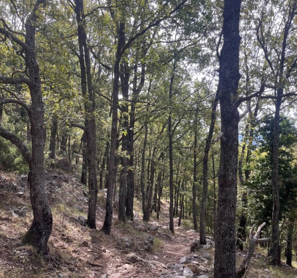 Balade sur les hauteurs de Saint-Vallier-de-Thiey - Saint-Vallier-de-Thiey - 1