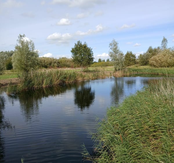 Rondje bentwout - Benthuizen - 1