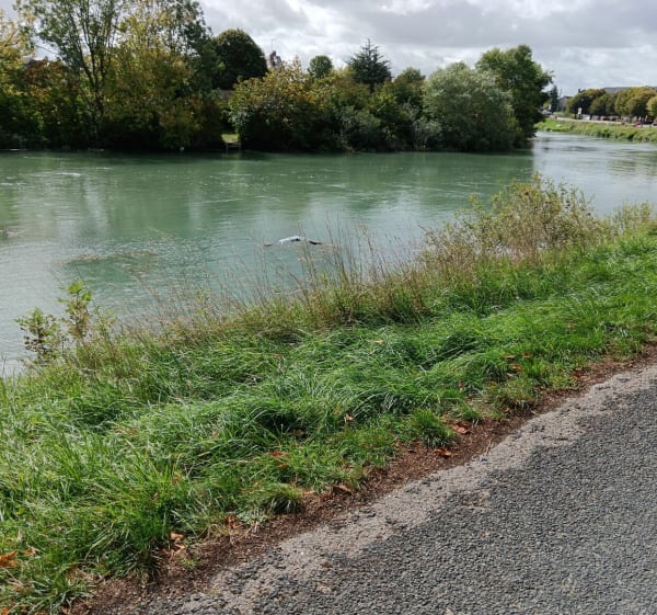 Bord de Seine et Gué au Vaches - Florian - 1