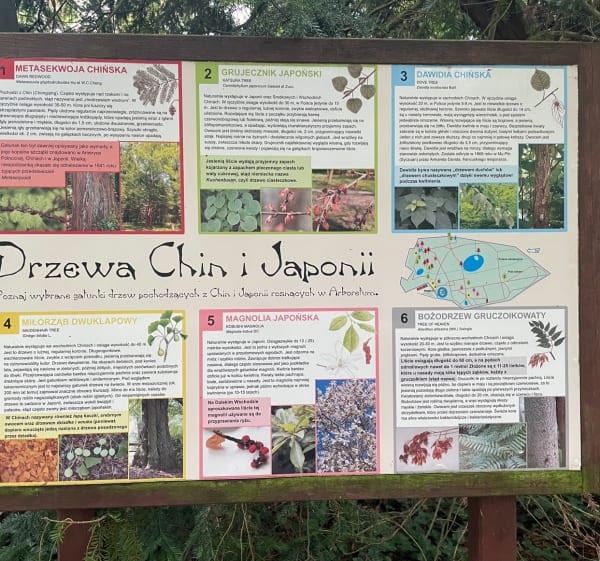 Alejkami Arboretum w Kórniku - Kórnik - 1