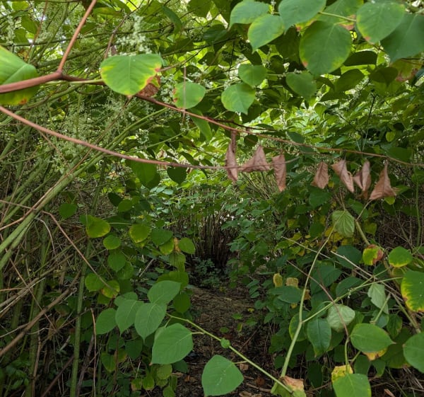 Sortie paisible entre rivière, étangs et campagne à Charmes - Essegney - 1