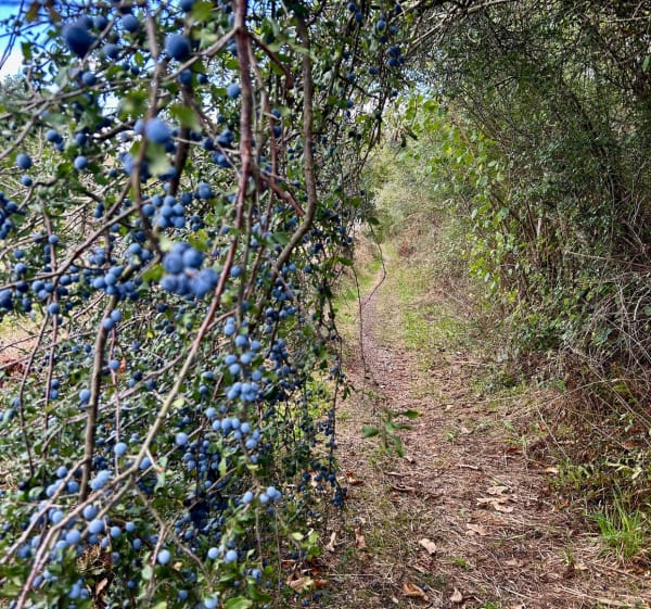 Trail au fil de l’eau à Cognac-la-Forêt - Cognac-la-Forêt - 1