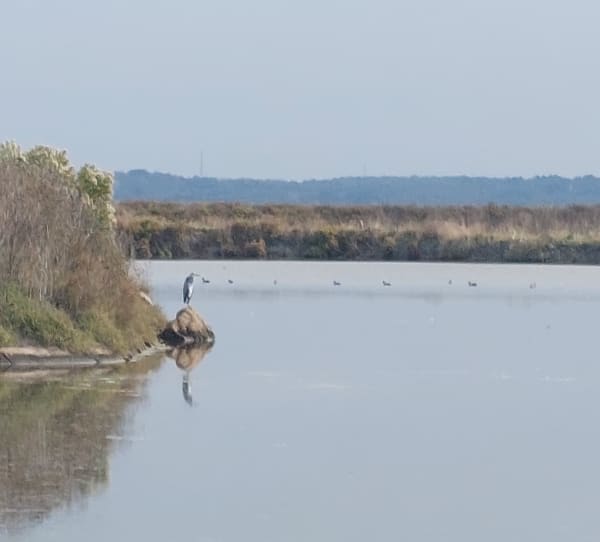 Balade dans les marais de Batz sur Mer - Brigitte - 1
