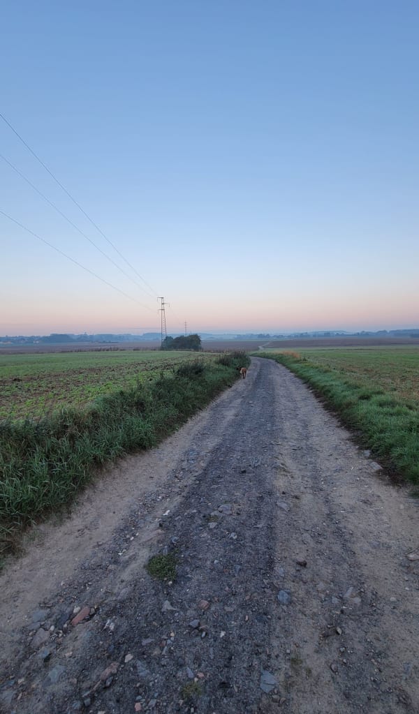 Route des champs - Delphine - 1