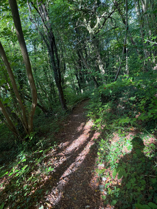 Rando en forêt d'Houppeville - Grégory - 1