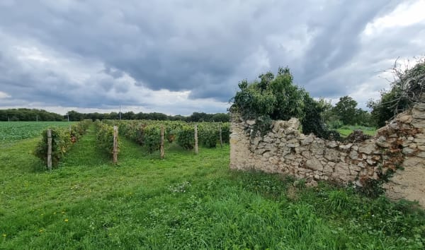 Chahaignes et sa boucle entre caves et coteaux - Maelle - 1